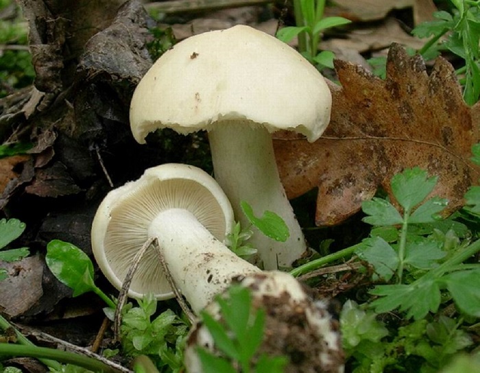 991 Aprile vecchio ritrovamento